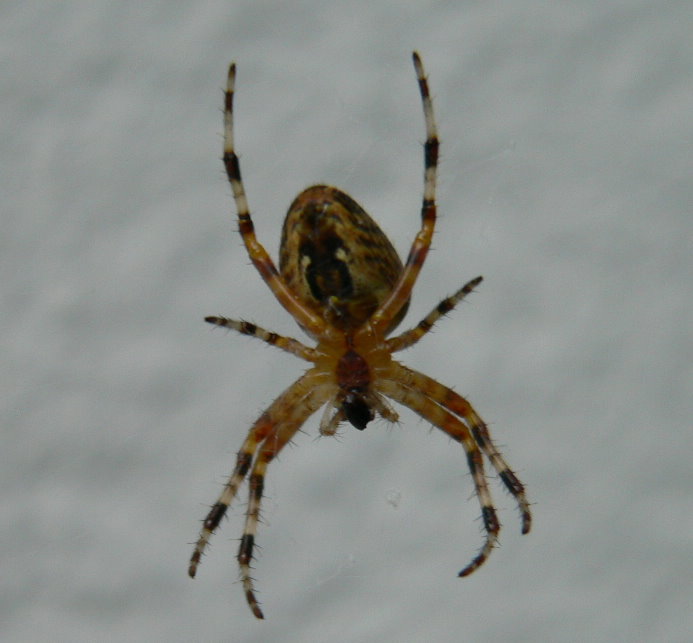 Spinne vor der Hauswand