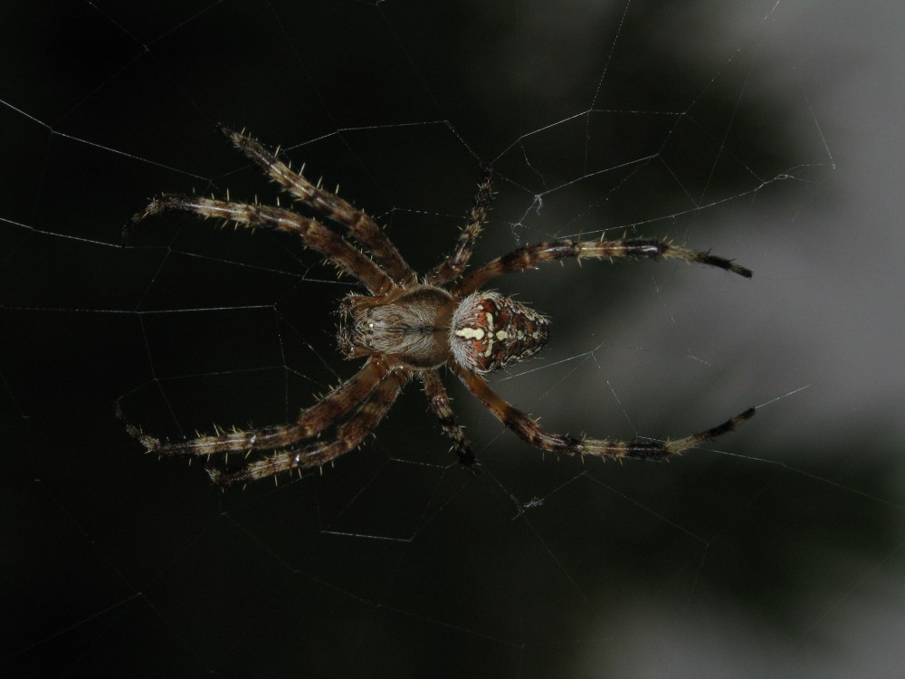 Spinne vor der Tür 1