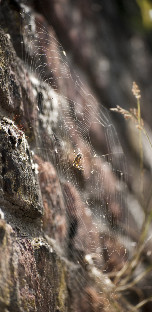 Spinne vor der Wand