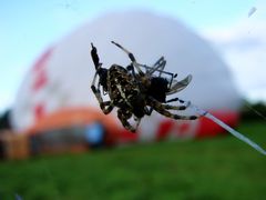 Spinne vor einem Heißluftballon