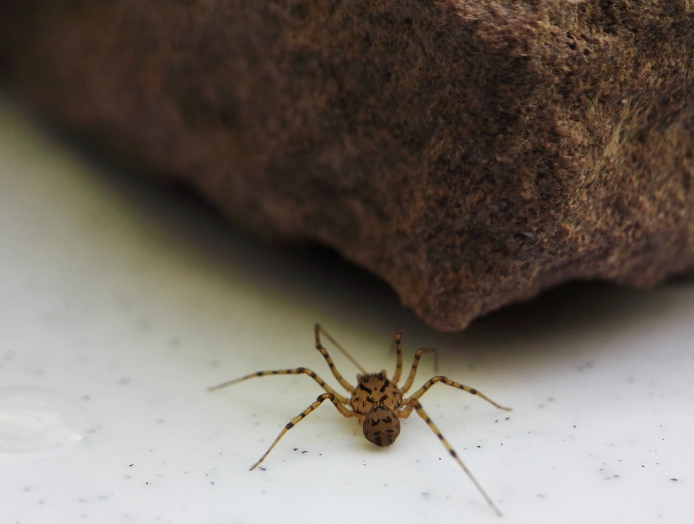 Spinne vor einem Stein