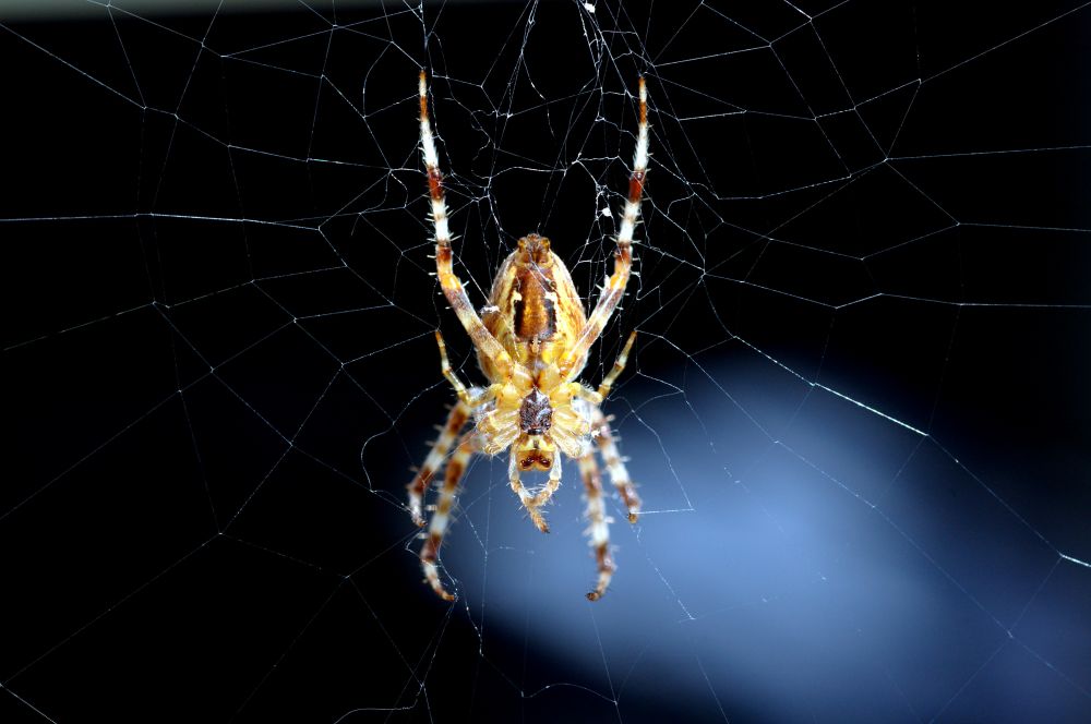 Spinne vor Fenster 1