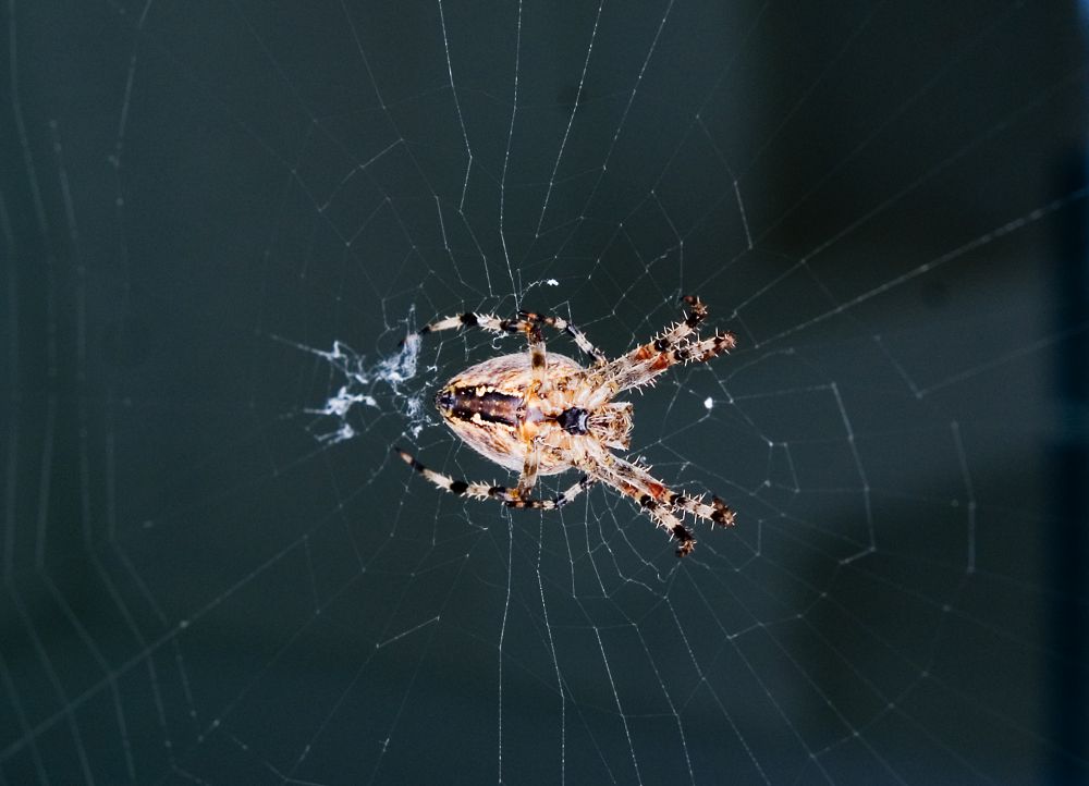 Spinne vor Fenster 3 ....wird immer grösser