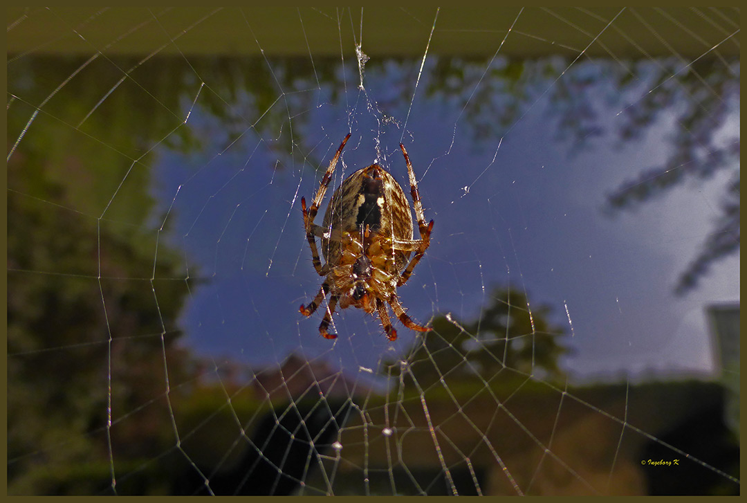 Spinne vor meinem Fenster