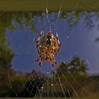 Spinne vor meinem Fenster