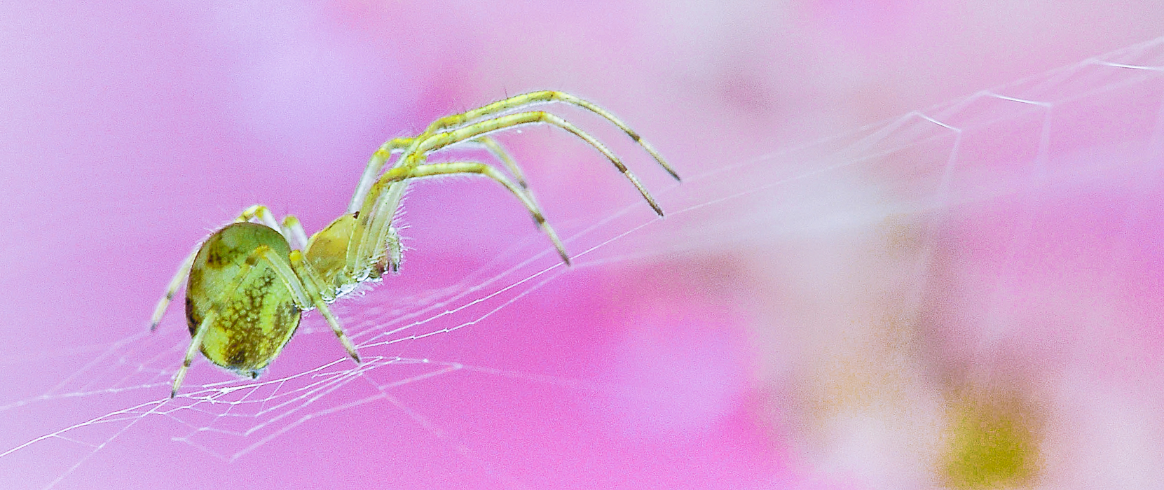 Spinne-vor-rosa-Hintergrund