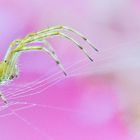 Spinne-vor-rosa-Hintergrund