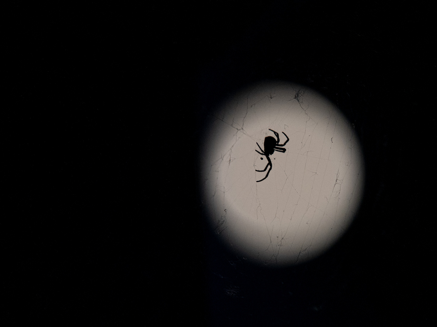 Spinne vorm Mond