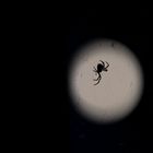 Spinne vorm Mond