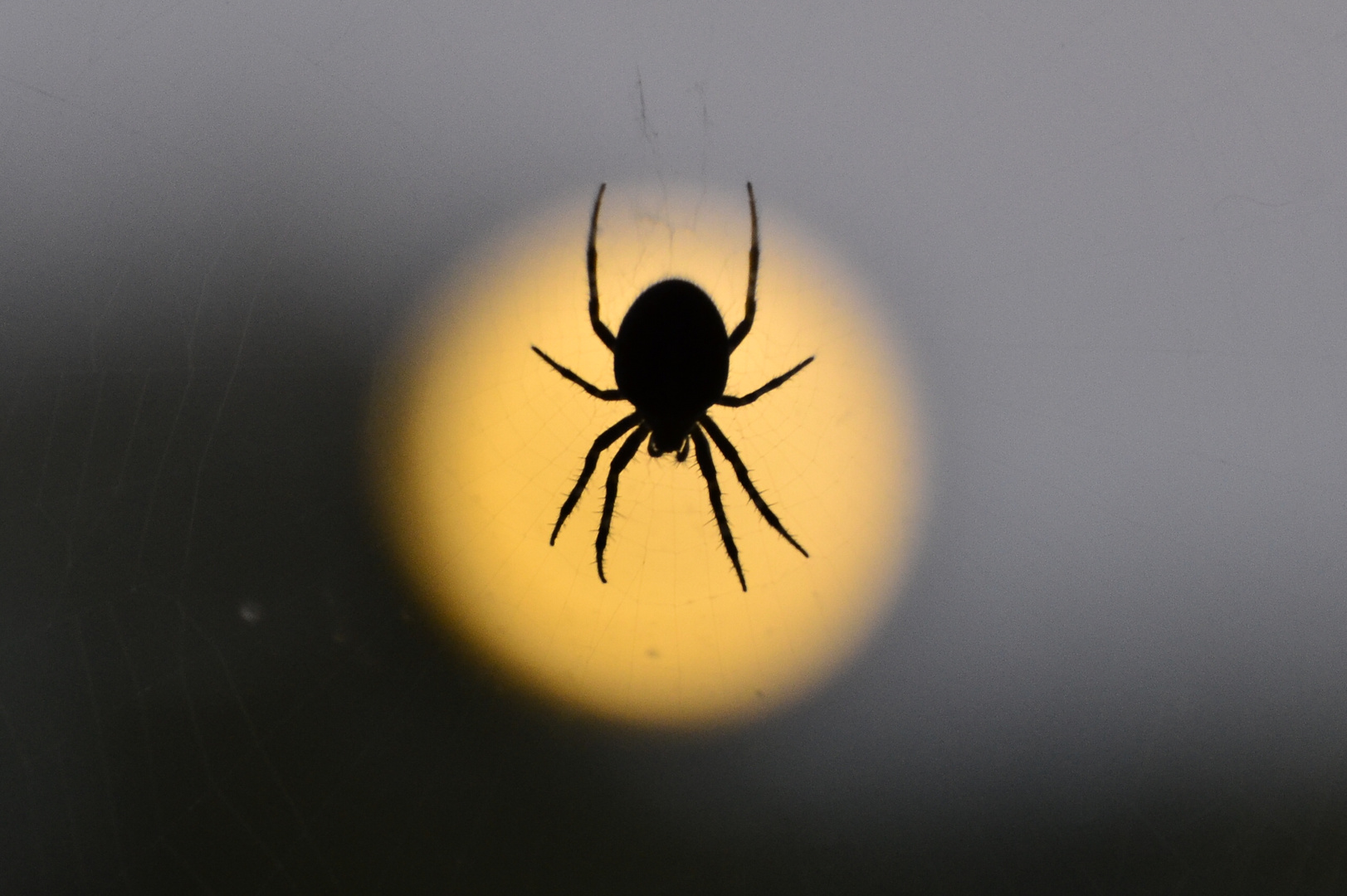 Spinne vorm Vollmond