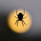 Spinne vorm Vollmond