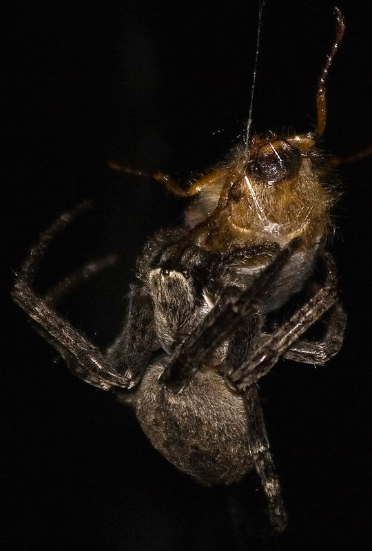 Spinne vs. Junikäfer