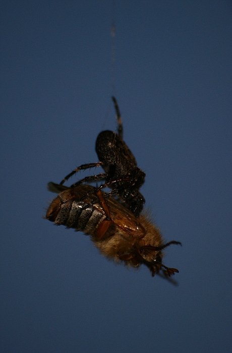 Spinne vs. Junikäfer