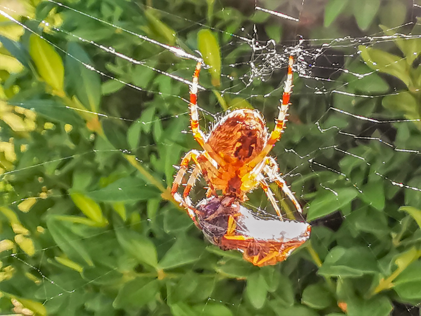 Spinne vs. Wespe