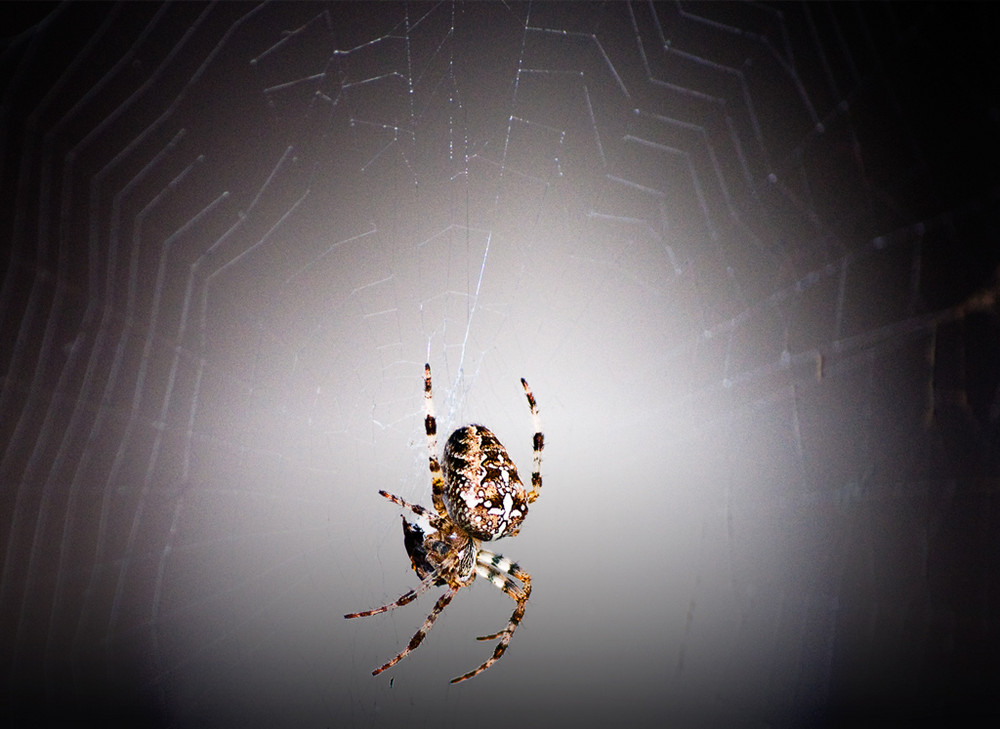 Spinne während der Mahlzeit in ihrem Netz