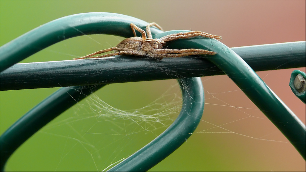 Spinne wartet auf Beute