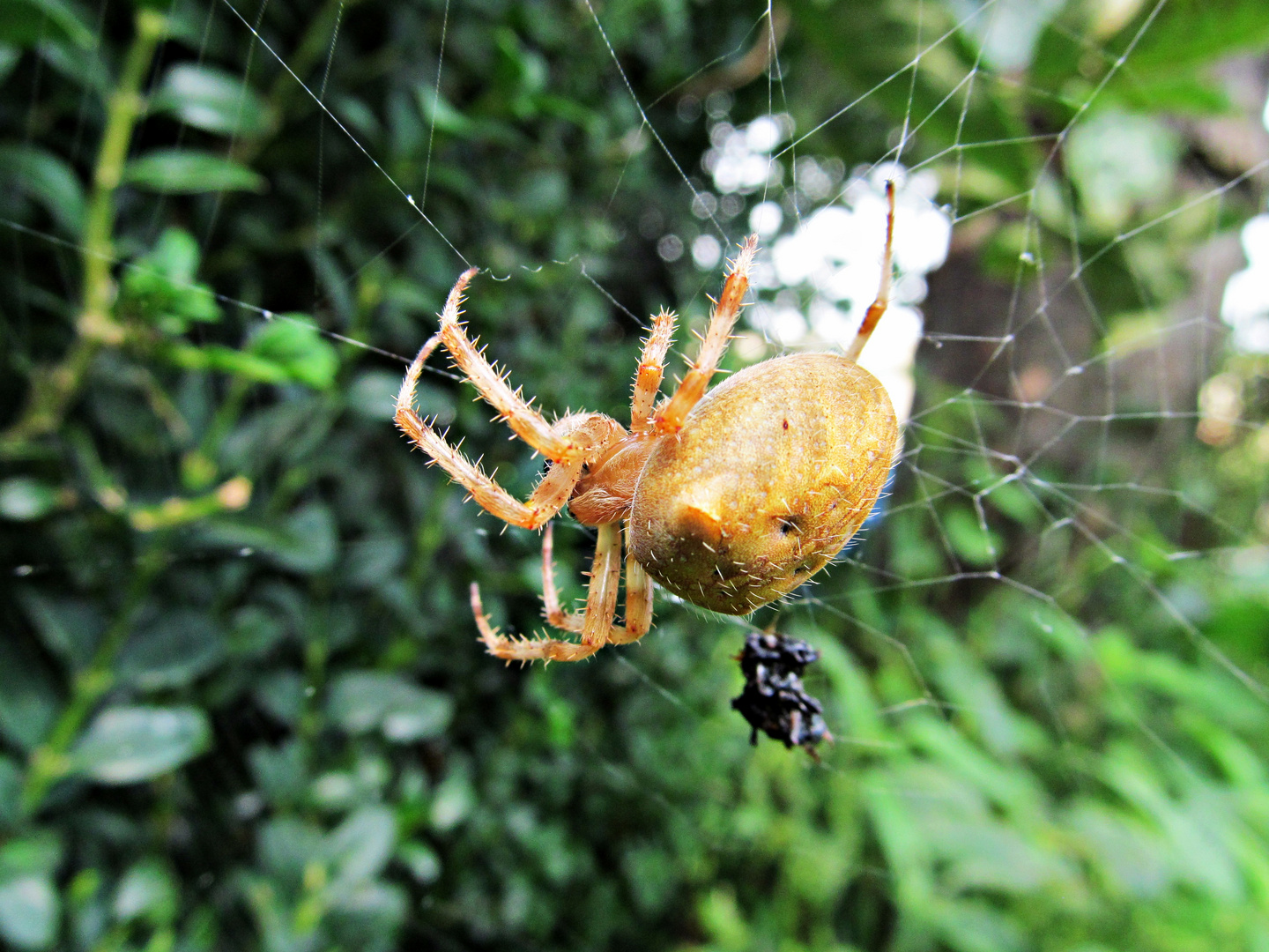 Spinne wartet auf Beute