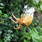 Spinne wartet auf Beute