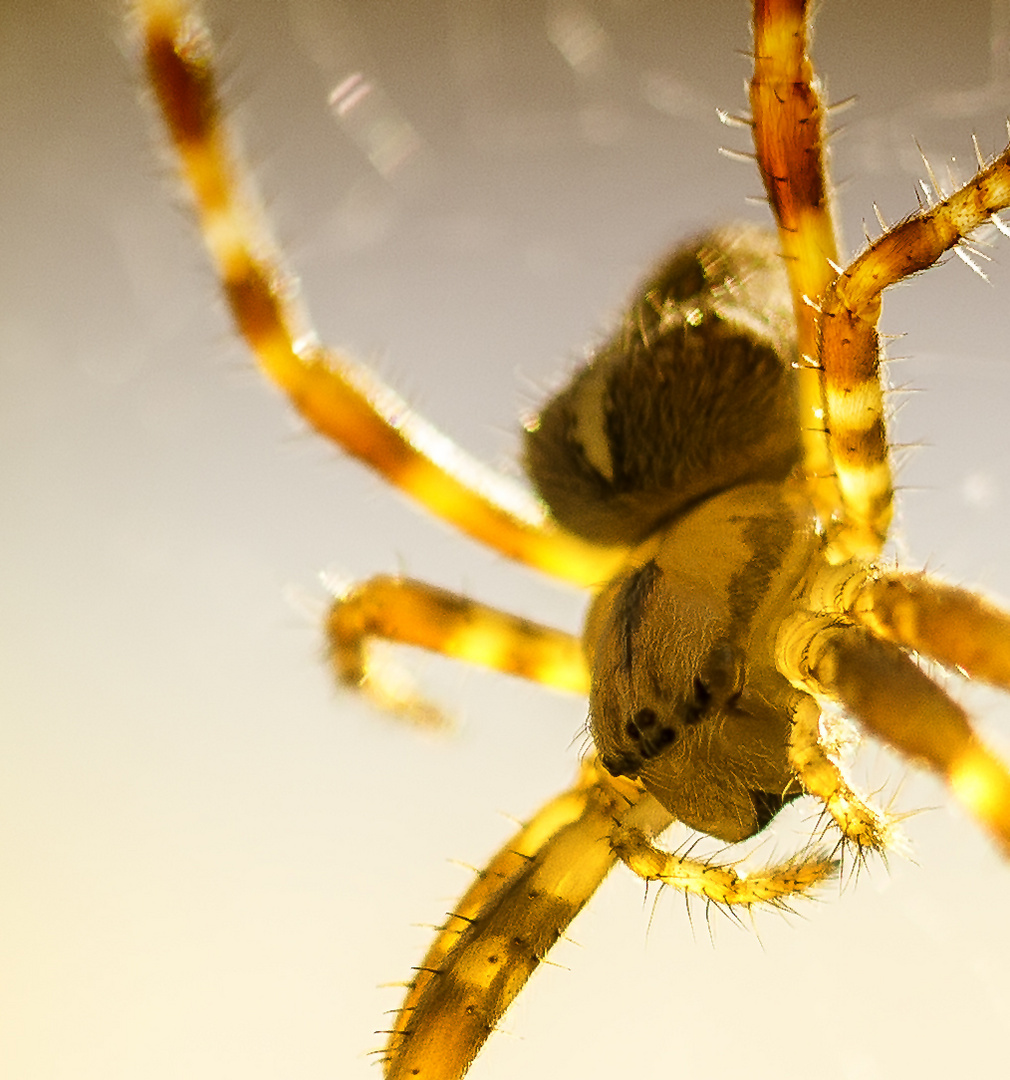 Spinne wartet auf Futter