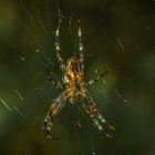 Spinne wartet auf ihr Frühstück