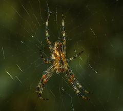 Spinne wartet auf ihr Frühstück