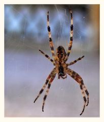 Spinne wartet auf ihr Mittagessen.