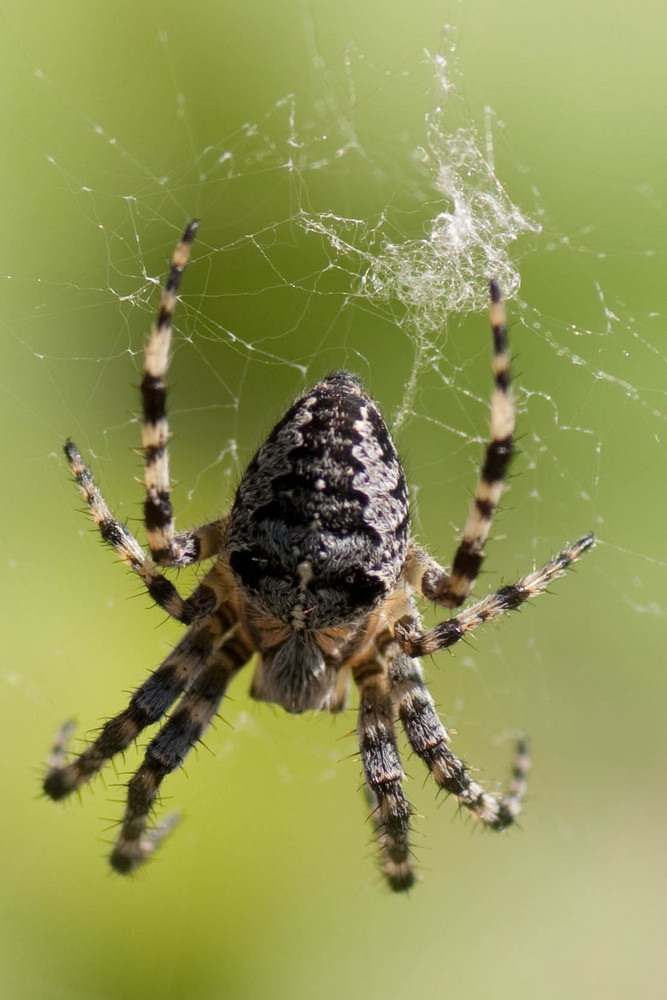 Spinne webt chaotisch