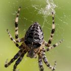 Spinne webt chaotisch