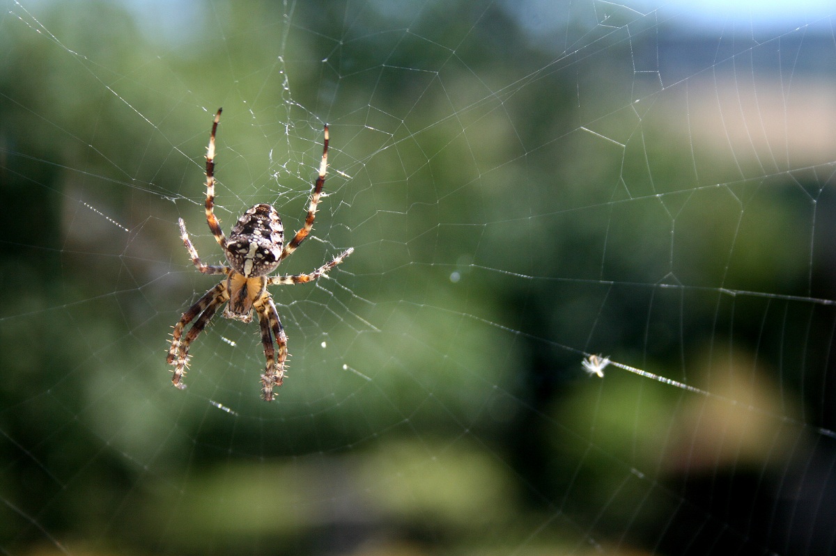 Spinne (Weiß jemand um welche Art es sich handelt?)