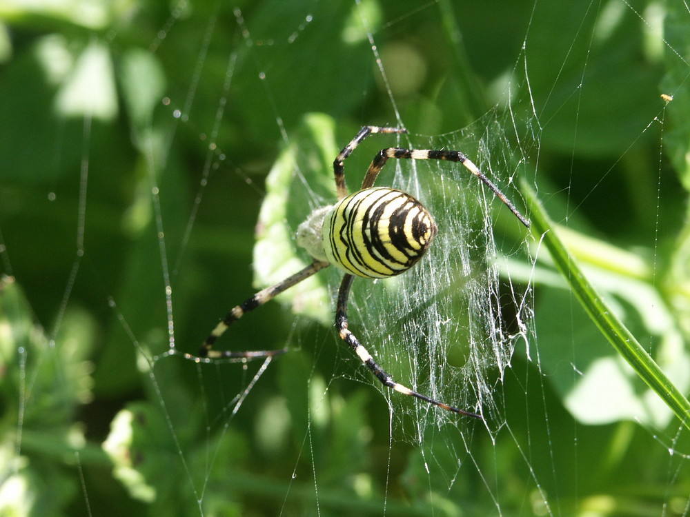 Spinne (welche?)