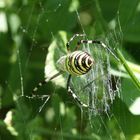 Spinne (welche?)