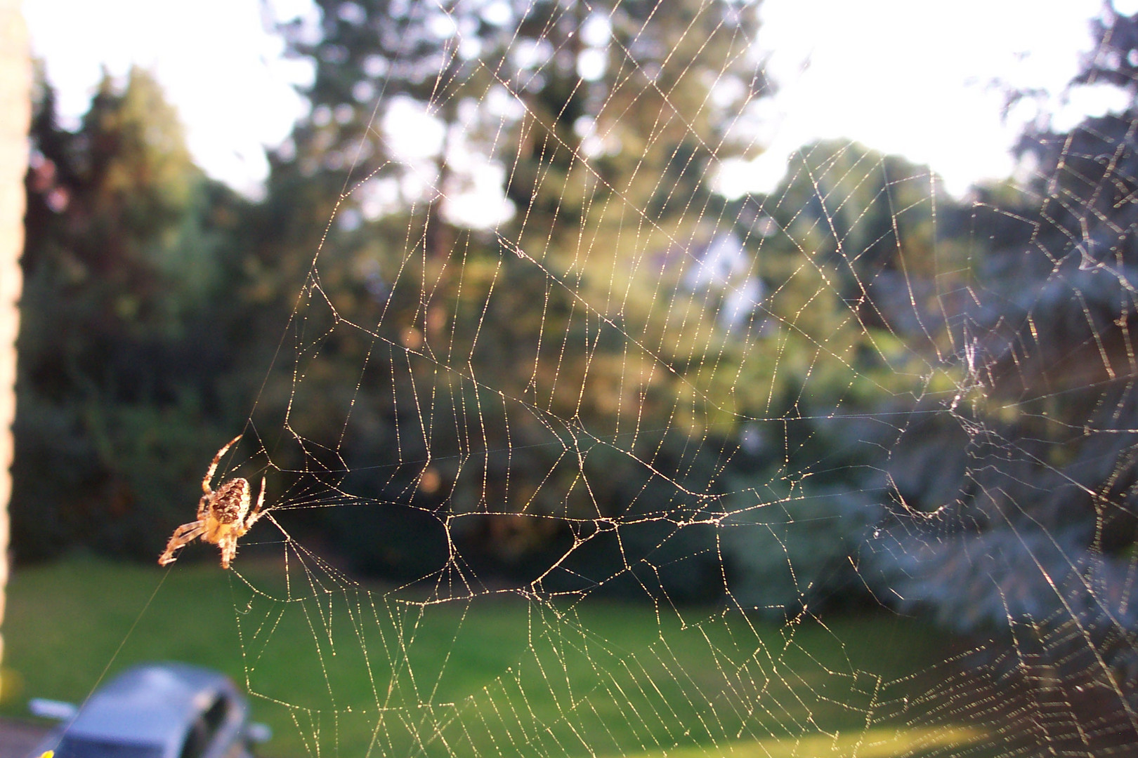 Spinne wohnt auf dem Balkon