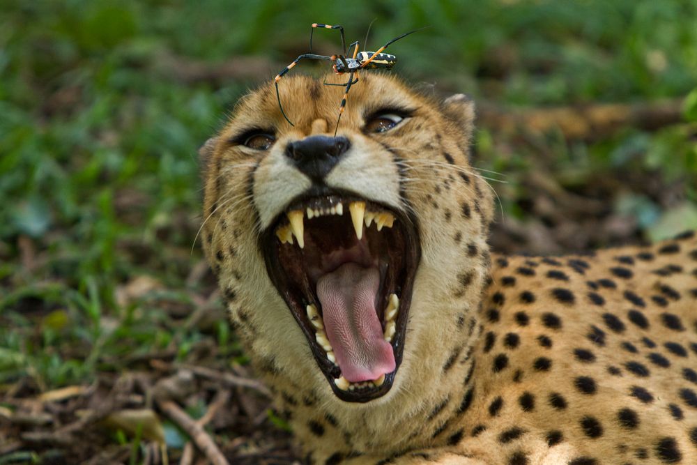 Spinne zankt Gepard