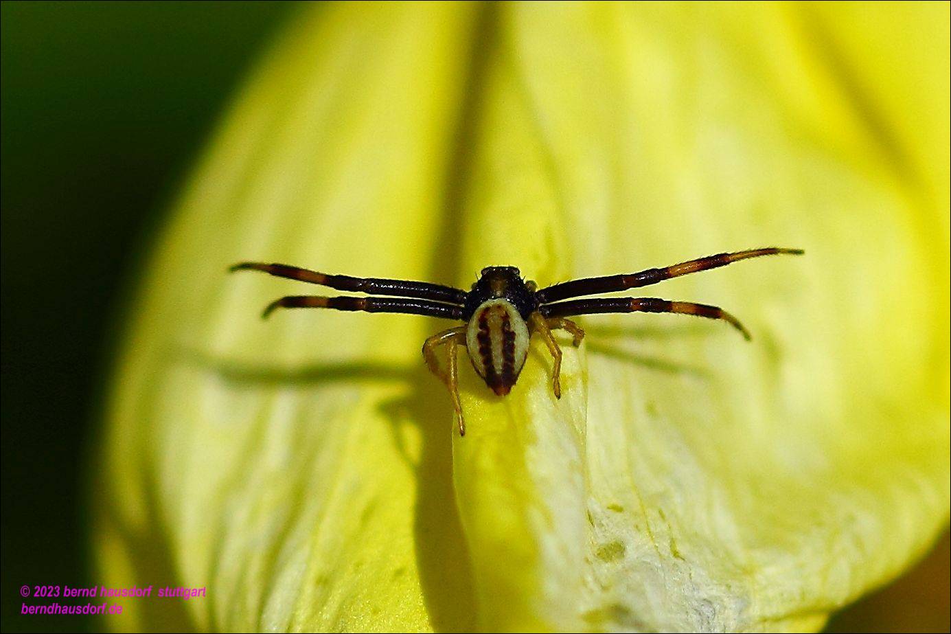 Spinne - zu bestimmen