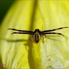 Spinne - zu bestimmen