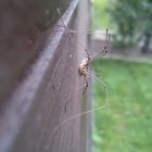 Spinne Zu Haus im Garten (Teil 1)