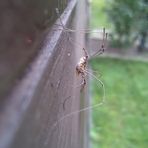 Spinne Zu Haus im Garten (Teil 1)