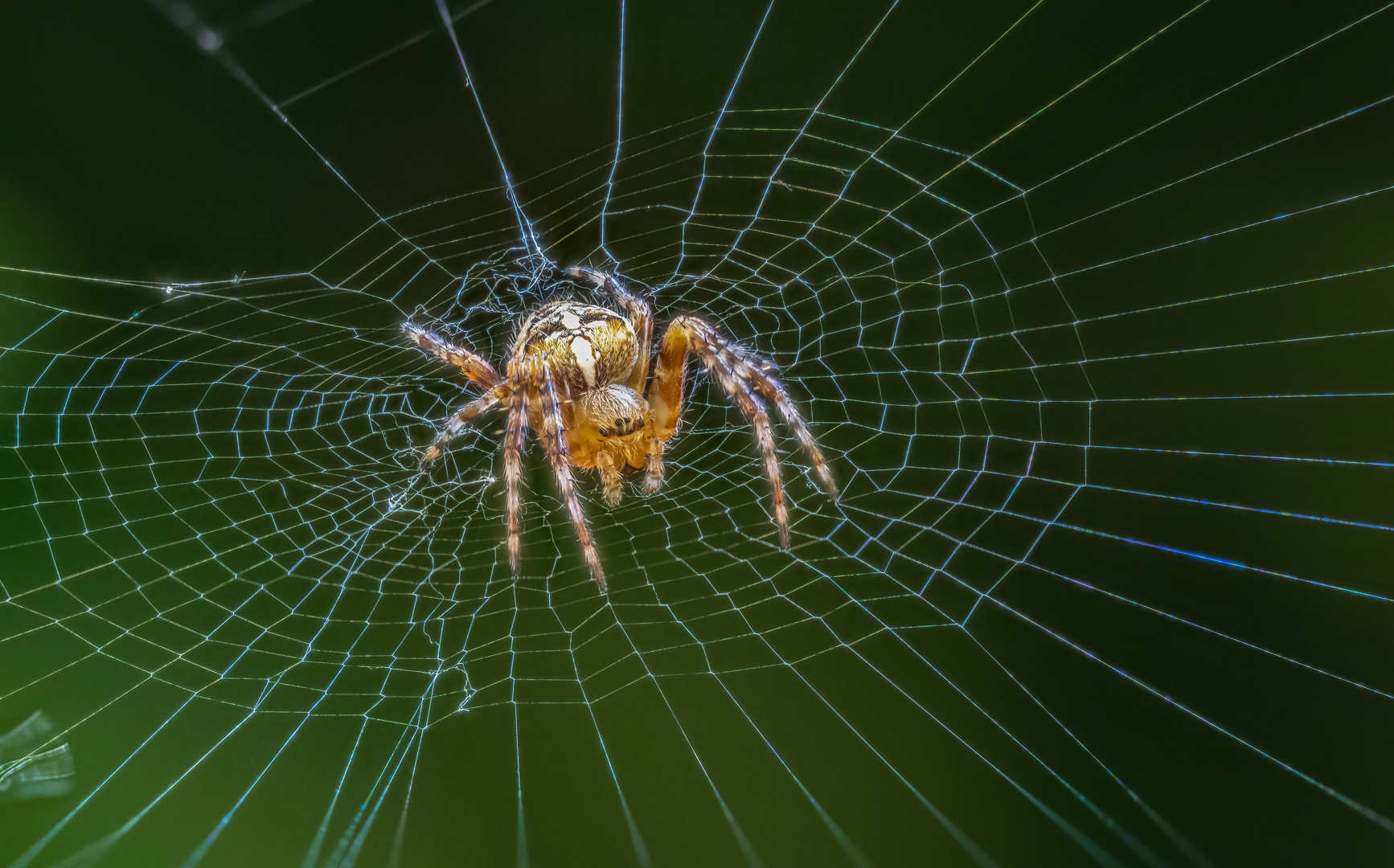 Spinne zum dritten