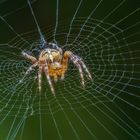 Spinne zum dritten