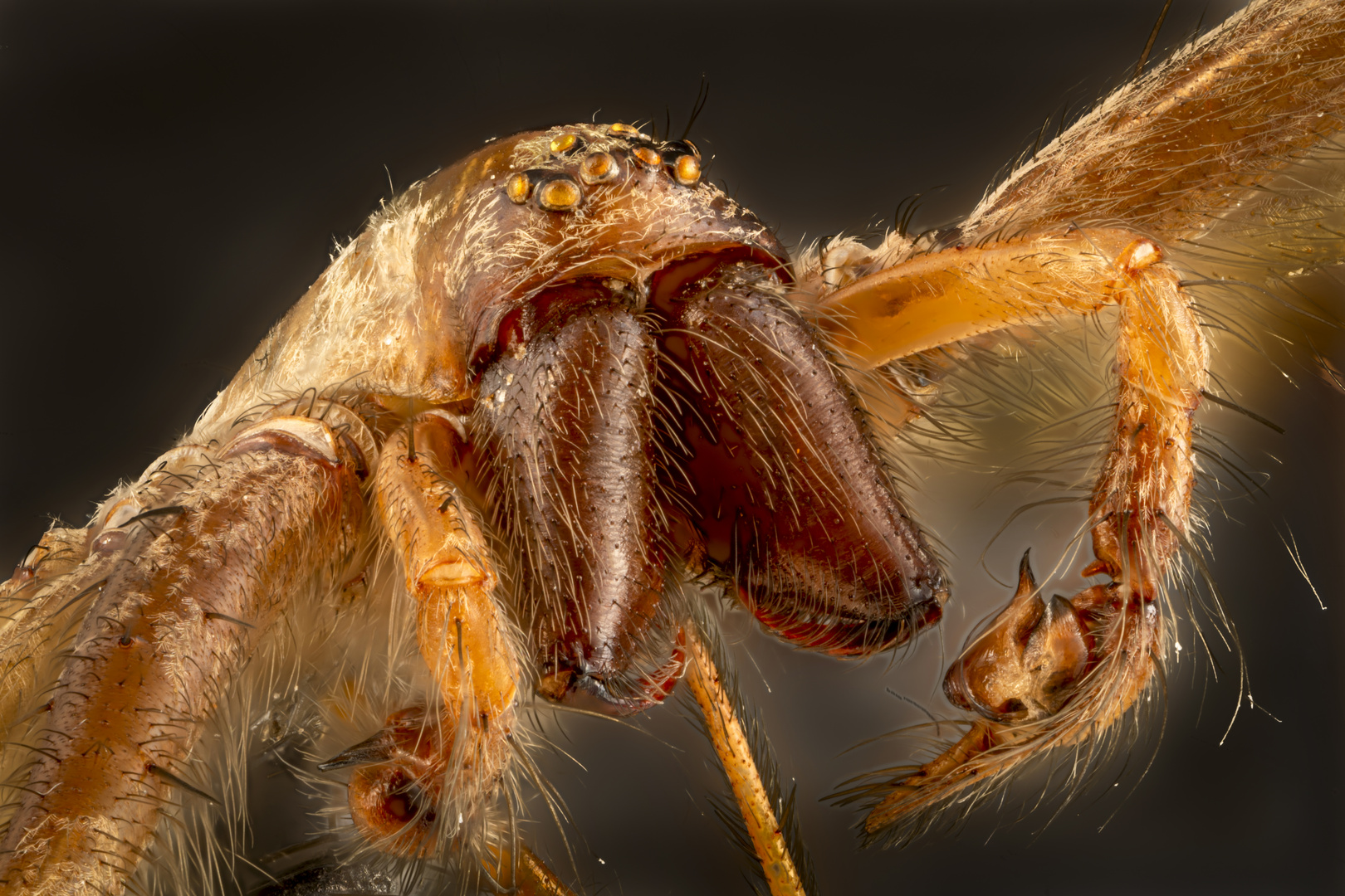 Spinne ... zum Glück ganz klein