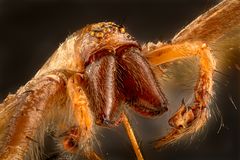 Spinne ... zum Glück ganz klein