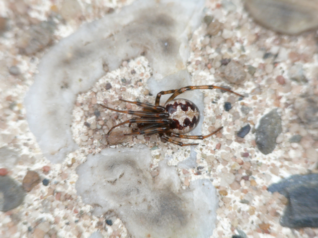 Spinne zusammengefaltet