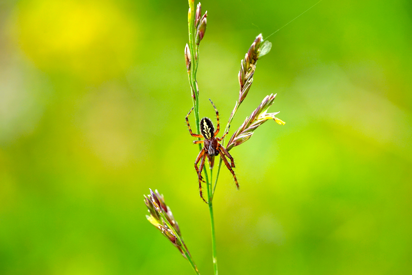 Spinne...aber welche?