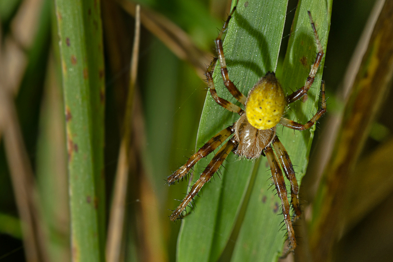 Spinne...aber welche ist denn das?