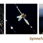 Spinnefeind