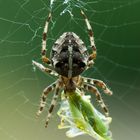 Spinnefeind