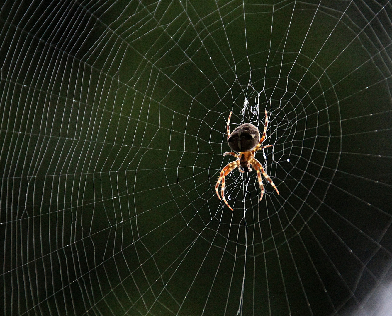 Spinnen am Abend....