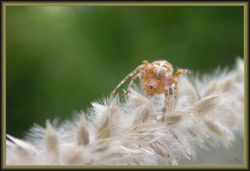 Spinnen am Abend....