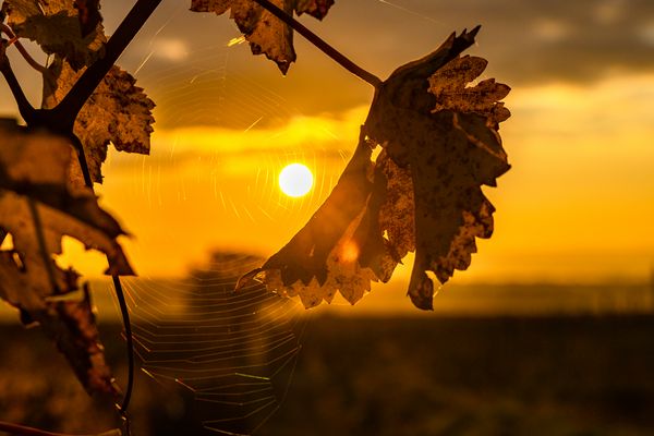Spinnen am Morgen....