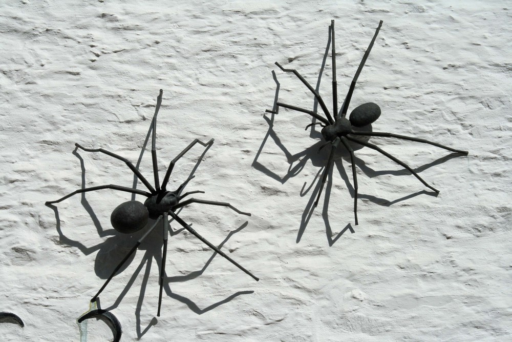 Spinnen an der Wand
